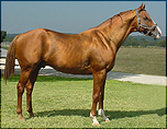 INDY TALENT (TB) owned by Lee Farm - Claremore, OK  2006